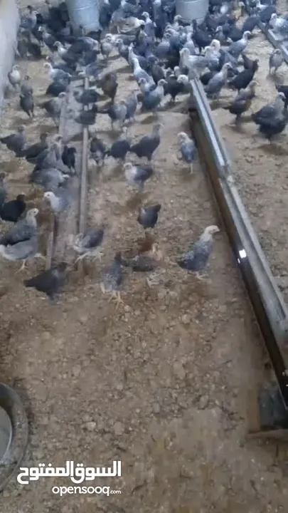 فرخات دجاج عمر شهر ونص