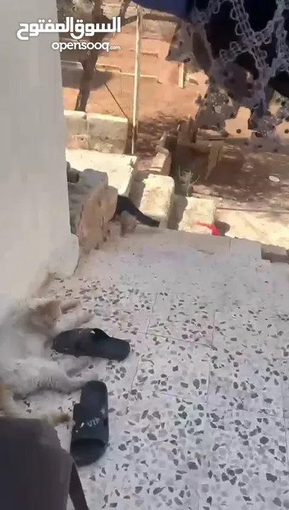 منزل للبيع
