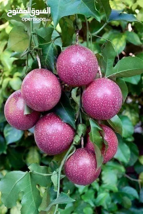 جميع أنواع أشجار الفواكة والحمضيات ( بلدي - مستورد )