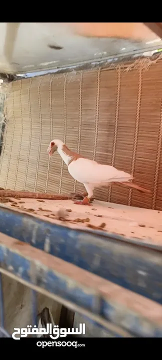 جواز وفردات كل اشي الو سعرو الاسعار بالوصف