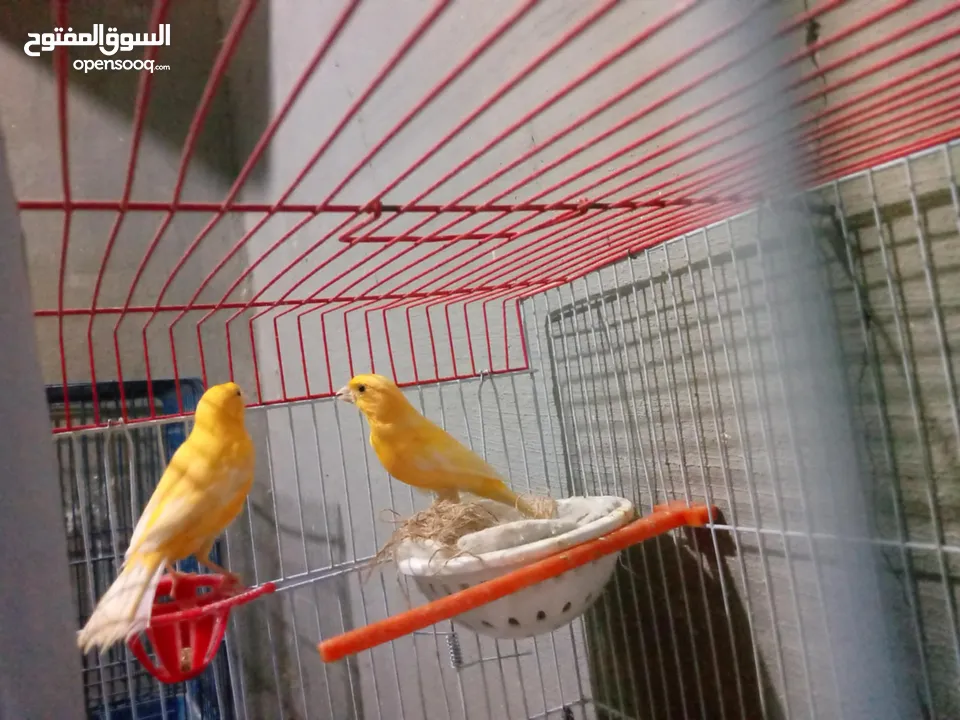 طحشت كنار بالصلاة على النبي صحة ونظافة كلهن من انتاجي الله يبارك لصاحب النصيب