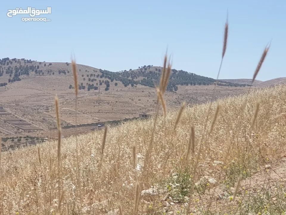خمس دونمات في بيرين على شارعين بسعر مغري لفيلا او مزرعة