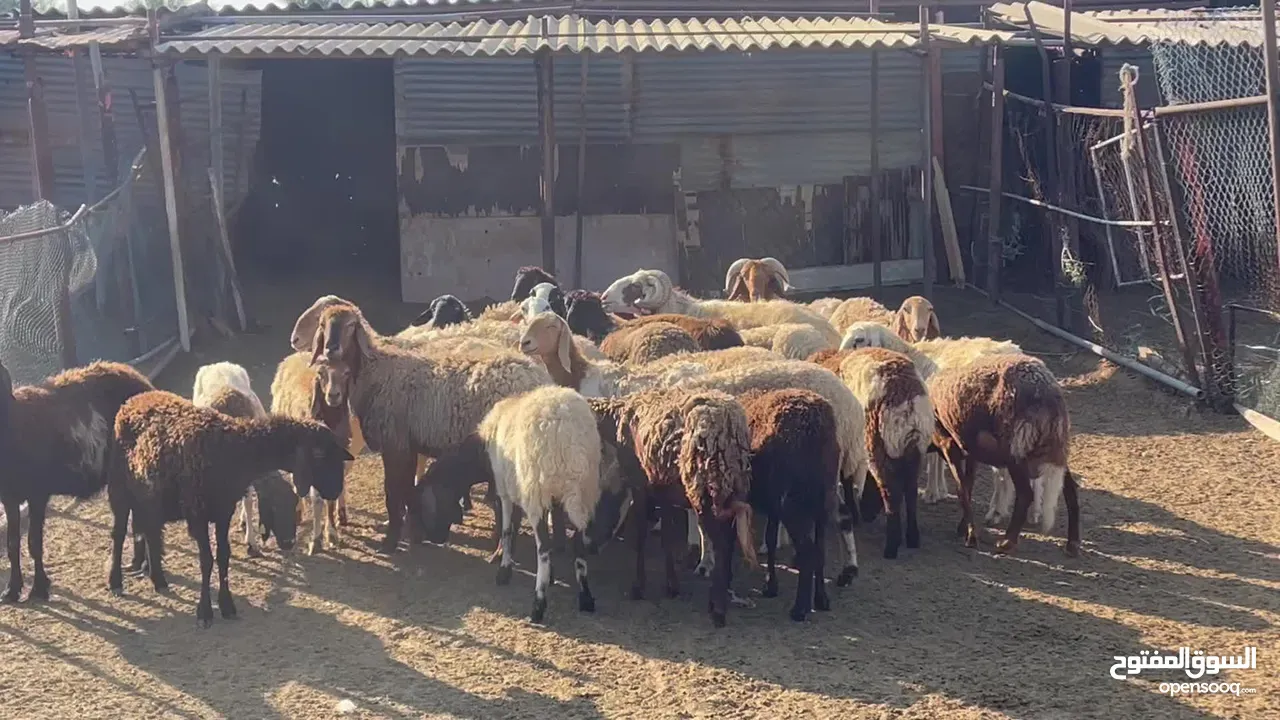 Pakistani goat for sale 1400 Local goat for sale 700 Naehmi sheep for sale 1200