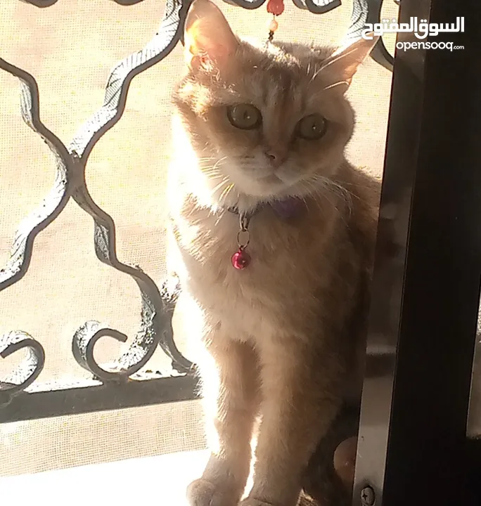 انثى سكوتش جولدن ny12 عمر سنه ونص منتجه وإنتاجها بجنن بيور ميه بالميه متعوده على اللتر بوكس