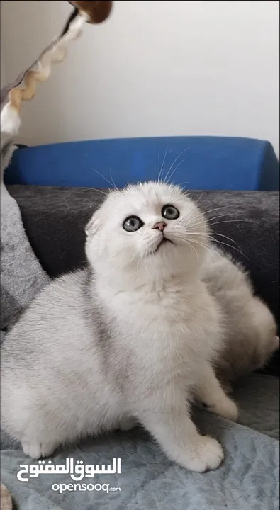 Scottish fold kittens