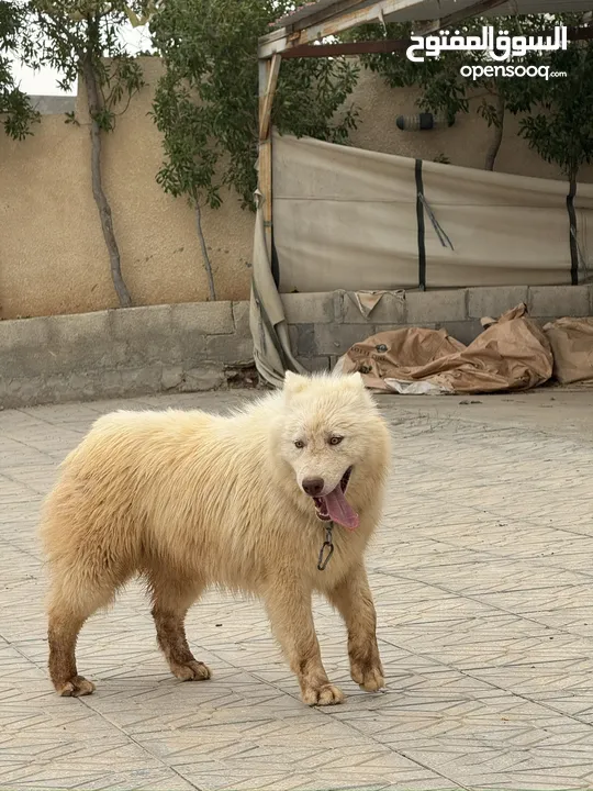 كلب هاسكي اصلي الحجم الكبير