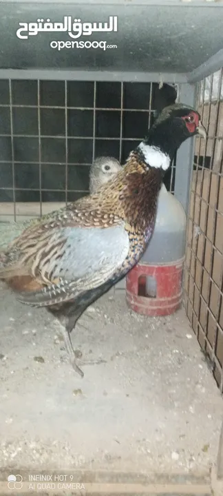 طقم فازنت انثايتين وذكر بياضات