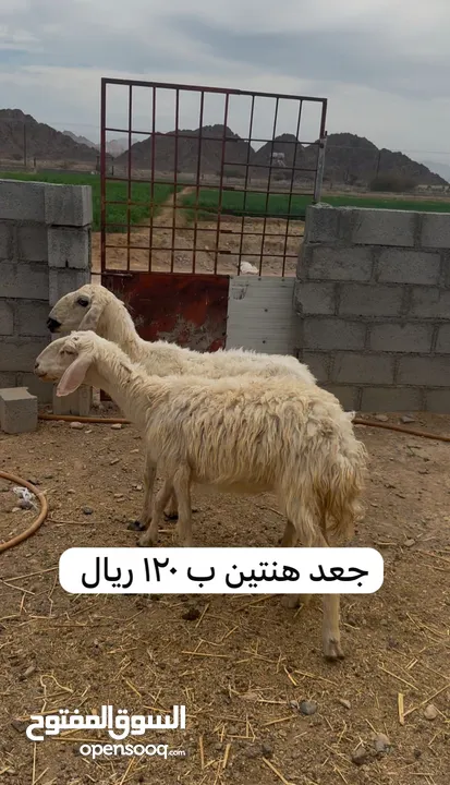 أغنام للبيع