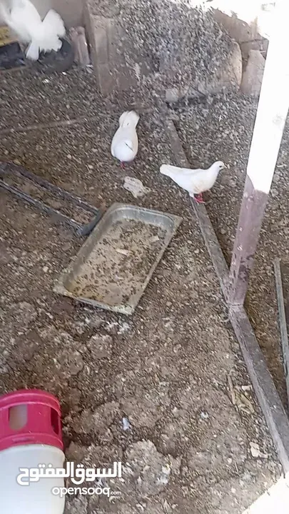 لاحم فرنسي..حمام