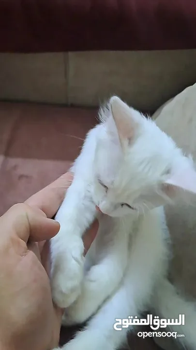 قطه  شيرازي للبيع صحته ممتازه  ذكر