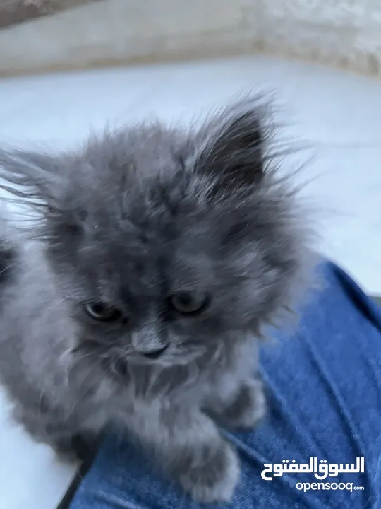 British longhair برتش لونج هير