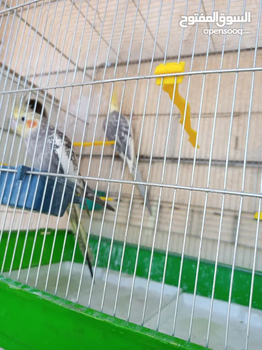 ببغاء كوكتيل ذكر وانثى مع قفص كبير