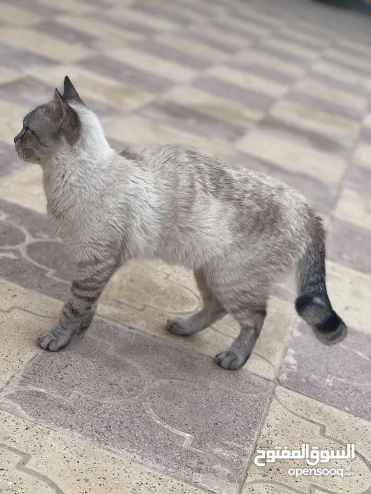 قطة فارسية للبيع