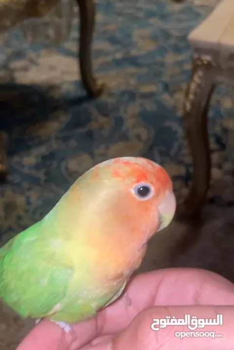 للبيع طير لاف بيرد أليف ومدرب