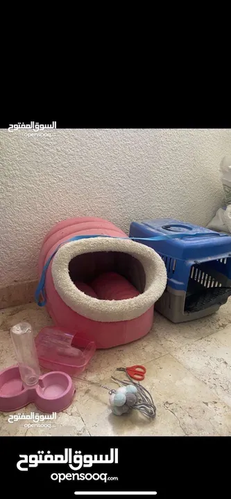 أشياء قطط جديده