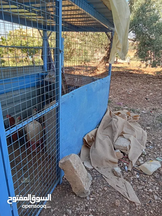 دجاج بلدي +خم جاج كبير