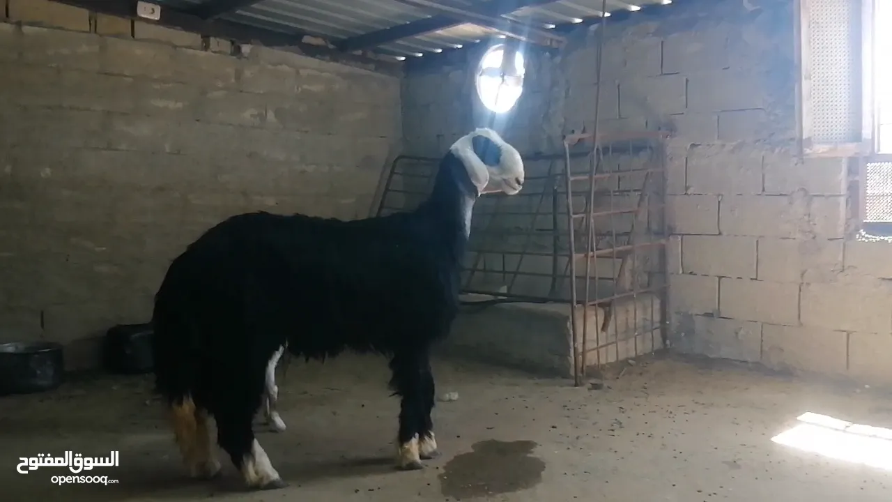 خروف نجدي كويتي