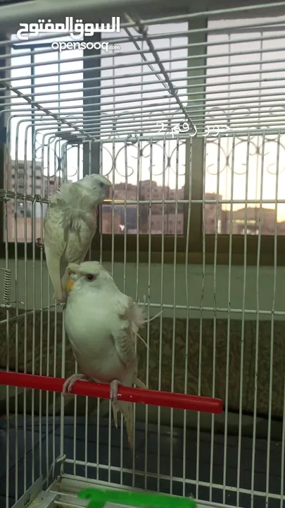 جوزين لاسونج البينو عين حمره زي الدم مستوى عالي وردات وكرست جوزين صحه ونظافة  بسعر مناسب