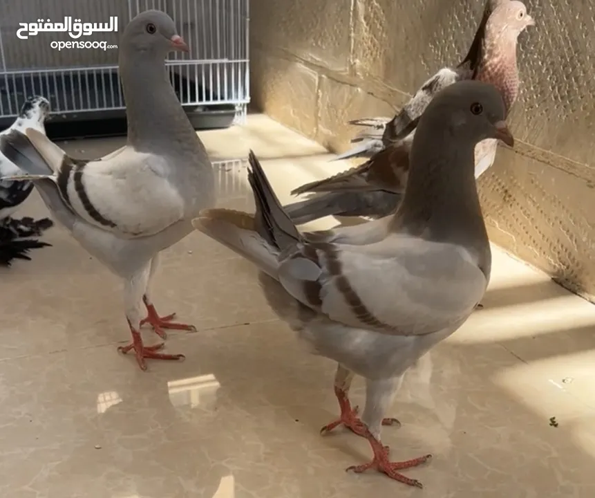 فرخين مدنسرات خارقات مطلوب 35