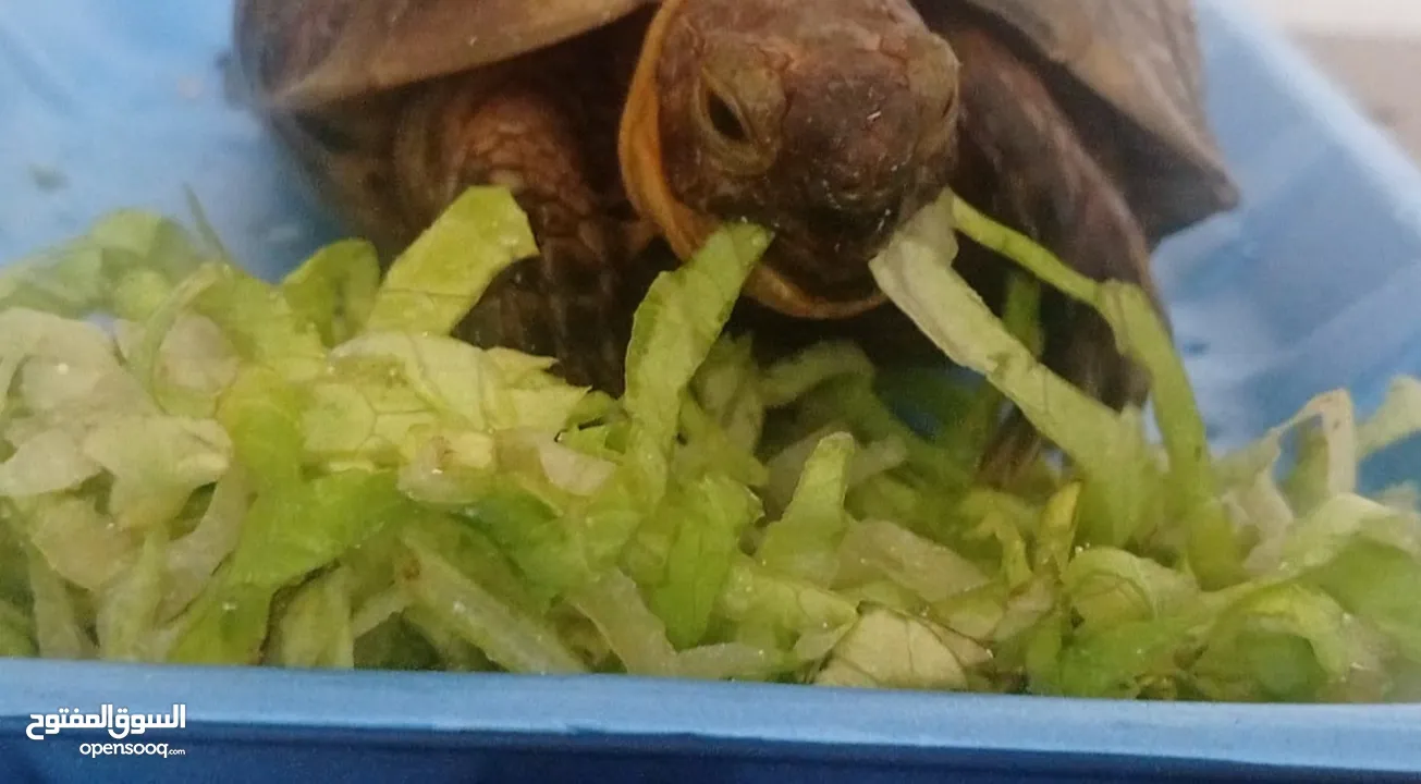 tortoise for sale