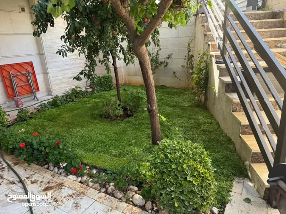 نجيل طبيعي نجيل ديكوندرا