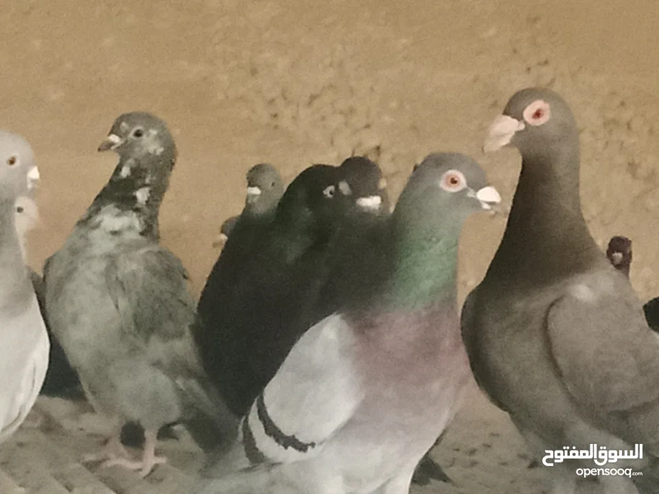 انواع حمام مشكلة للبيع