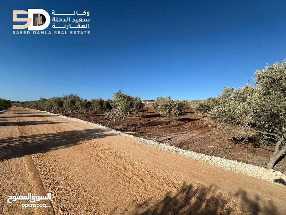 نمر_أراضي_زيتون  مثمرة ومعمّرة في أرقى مواقع دير غزالة  جنين