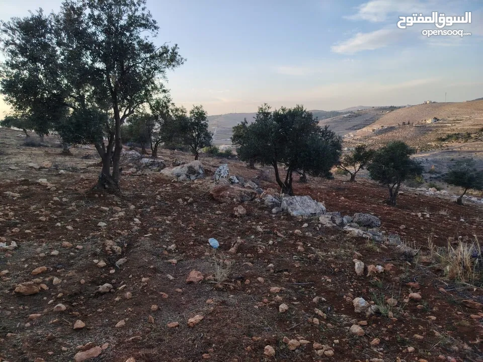 مزرعة لقطة مميزة مشجرة جرش دحل مساحة 3دونمات ونصف