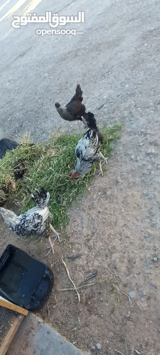 ديوك فيومي