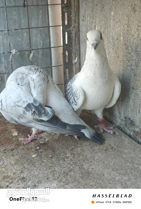 11 جوز مساويد، كشامره هومرات محيرات بواز مزهورات اسطنابله