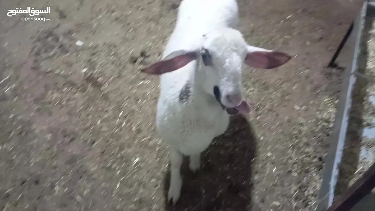 حملة عمر شهرين ونصف عساف