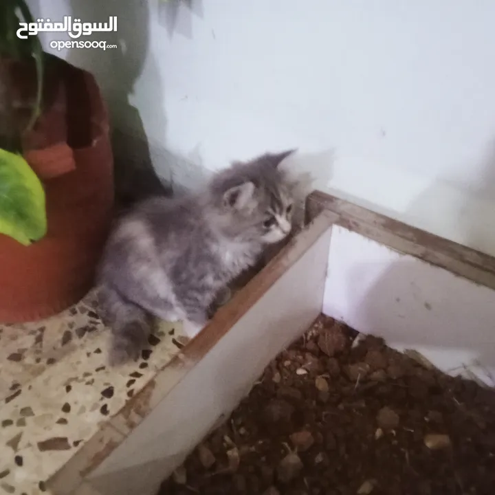 قطط هيمالايا رمادي