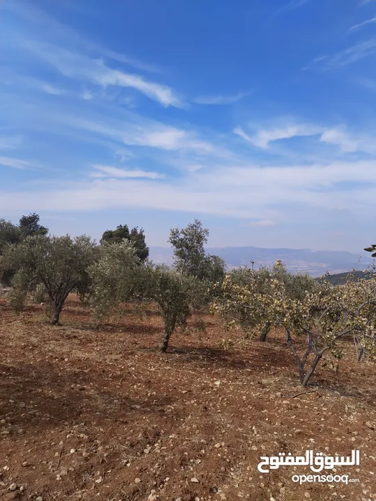 قفقفا 13 دنم منطقة مزارع وشاليهات وطبيعة خلابة مسيجة جدار حجر
