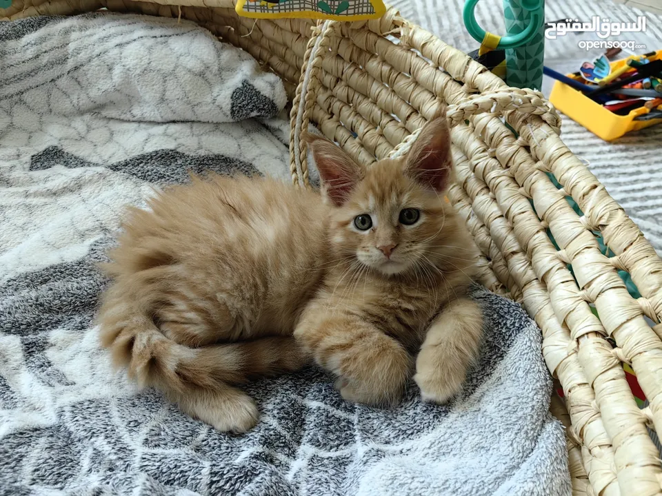 Mainecoon kitten