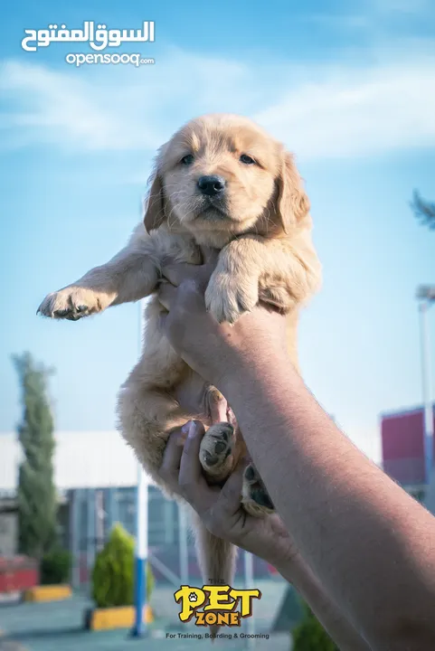 Golden retriever