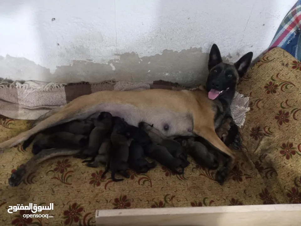 جراو مالينو بلجم العمر 16 يوم للبيع
