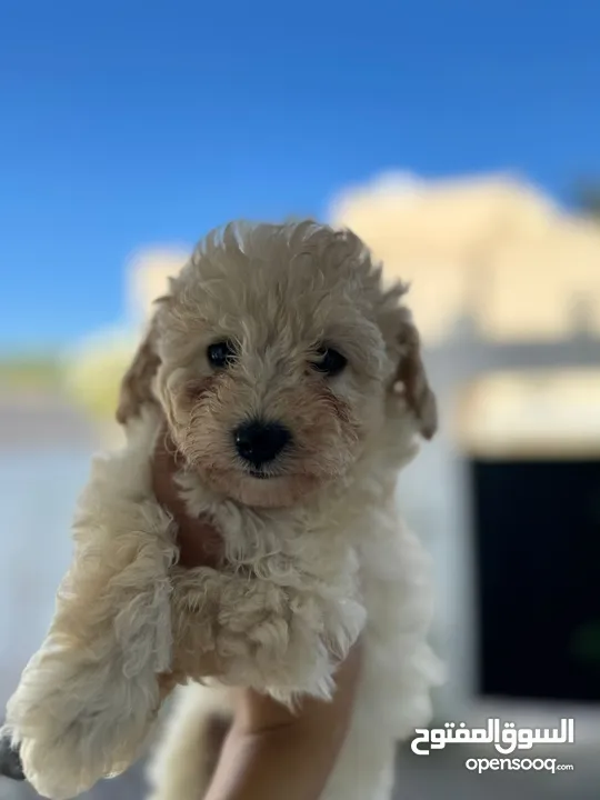 Toy Poodle For Sale