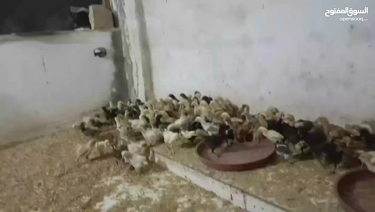 صوص عمر شهر بزره طيبه وفي منها لوهمن
