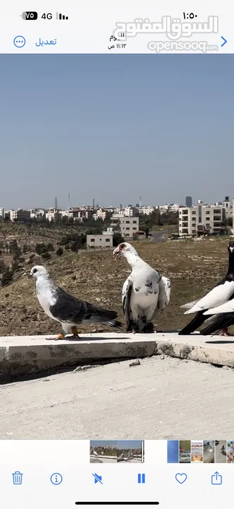 حمام كشً في ماركا