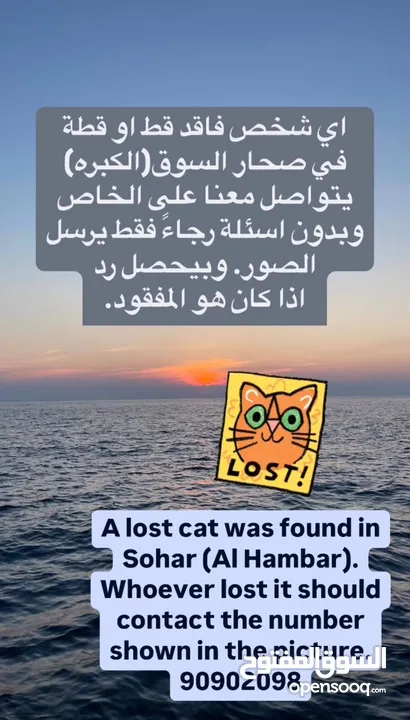 Lost cat/قط مفقود