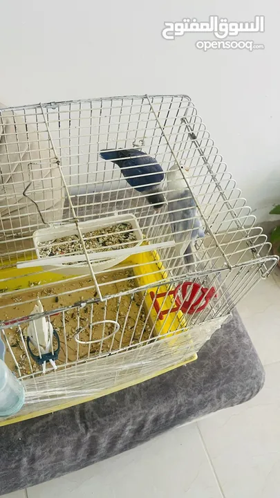 موجود جوز فيشر لون مميز للبيع او للبدل