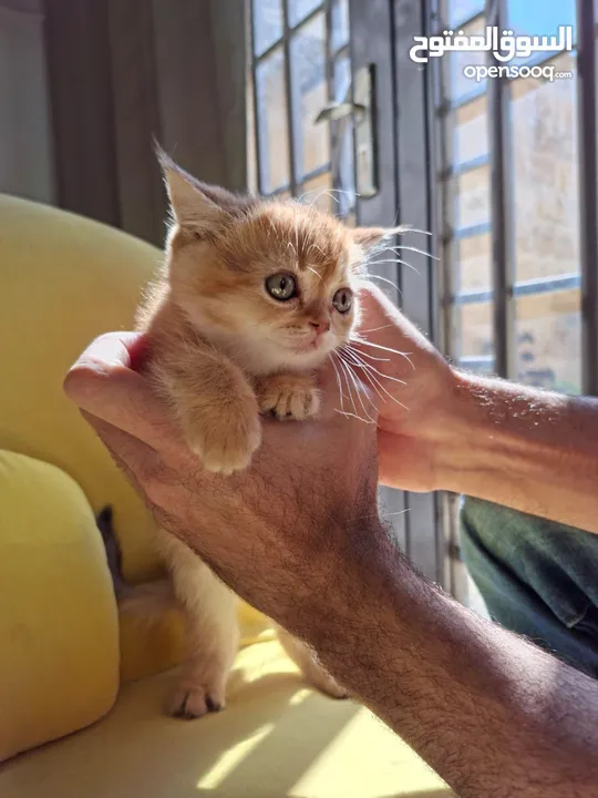 pure bred Scottish fold kittens 4 available for sale