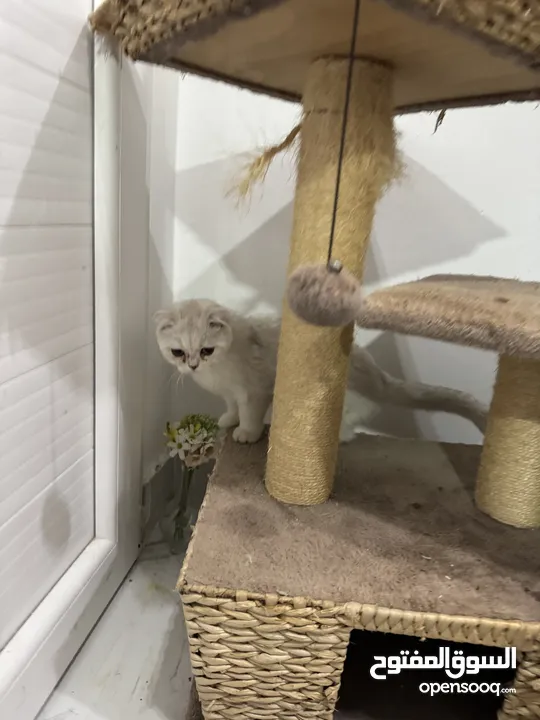 Beautiful Cat for Sale – Healthy & Friendly ( urgent sale i am leaving)