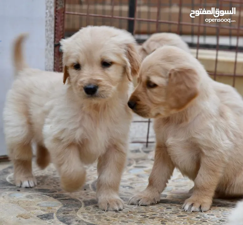 Golden retriever