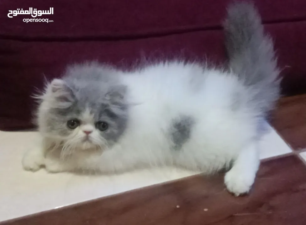 بنوته هارليكان بلاك + وايت بنوته ڤان بلو  بنوته كاليكو ڤان  بنوته كاليكو دايلوت  ولد كريم وايت