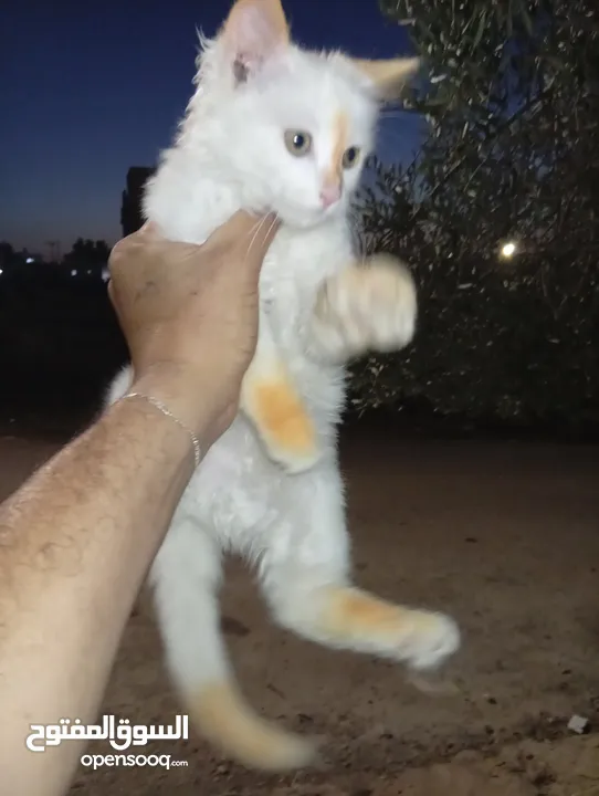 متوفر لدينا قطاط شرزي