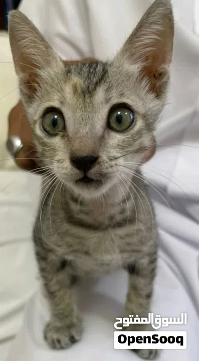 قطه صغير لونها رصاص عمرها شهرين مرحه تحب اللعب ذكيه ونشيطه وودوده وهي من القطط المحلية و تتمتع بجسم