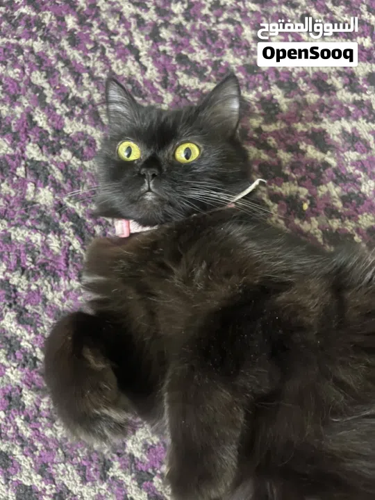 القطه : للتبني / free عمر 9 شهور جنس/ انثى