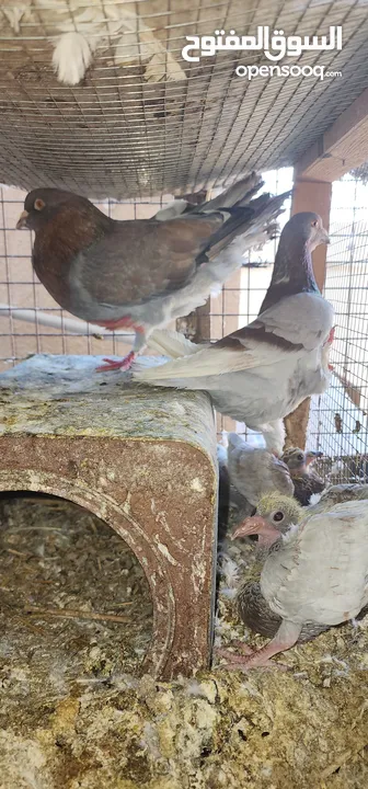 ازواج كنج سوبر جامبو