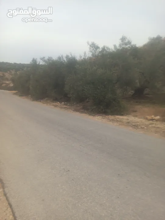 القبة الذهبية اراضي بلعا دير الغصون